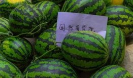 潍坊学院今天吃瓜,校园热闻一网打尽