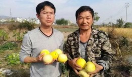 吃瓜群众林州,吃瓜群众的视角，揭秘地方风云