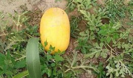 黄色瓜怎么吃,解锁美味新体验