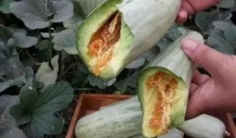 吃瓜怀孕日记,甜蜜孕期生活点滴