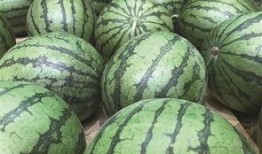 莎头外协吃瓜,揭秘娱乐圈的甜蜜瓜田