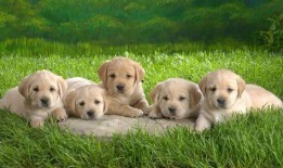 小狗捉拿记吃瓜,一场欢乐的吃瓜盛宴