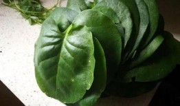 蓝瓜滕怎么吃,蓝瓜滕的多样食用方法探索