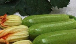 西葫芦瓜咋吃,探索美味与营养的完美结合